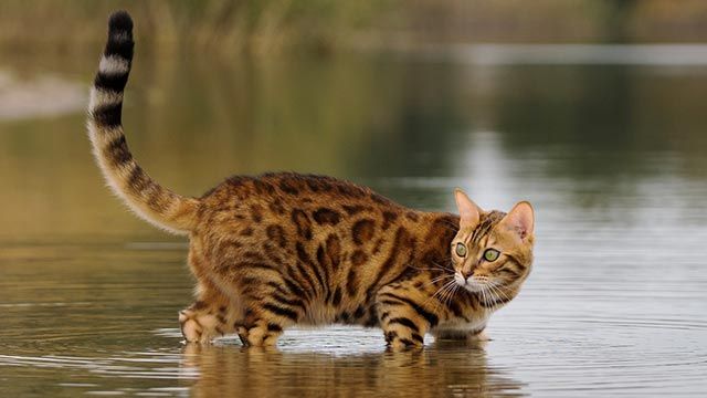gato bengali bengala 3