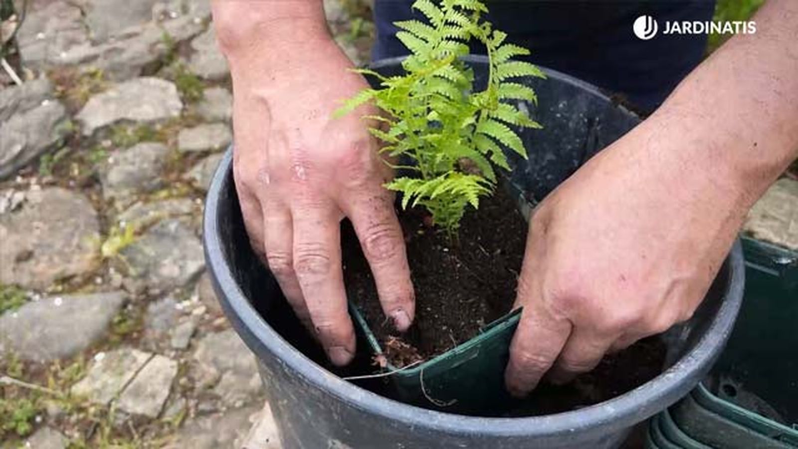 reproducir helecho avestruz jardinatis 22 12