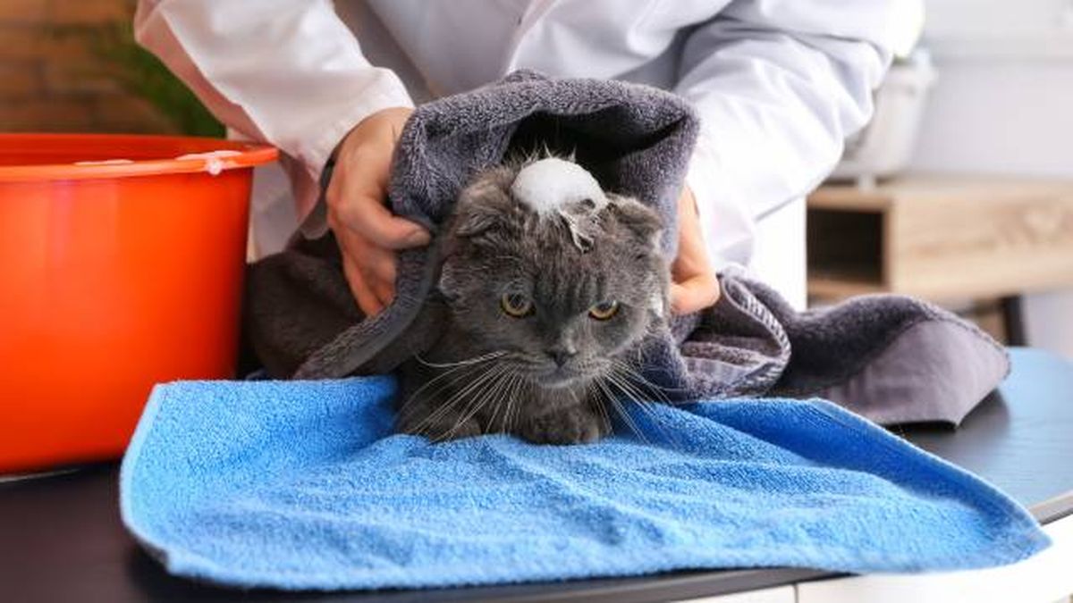 como identificar y tratar alergias en gatos productos champus