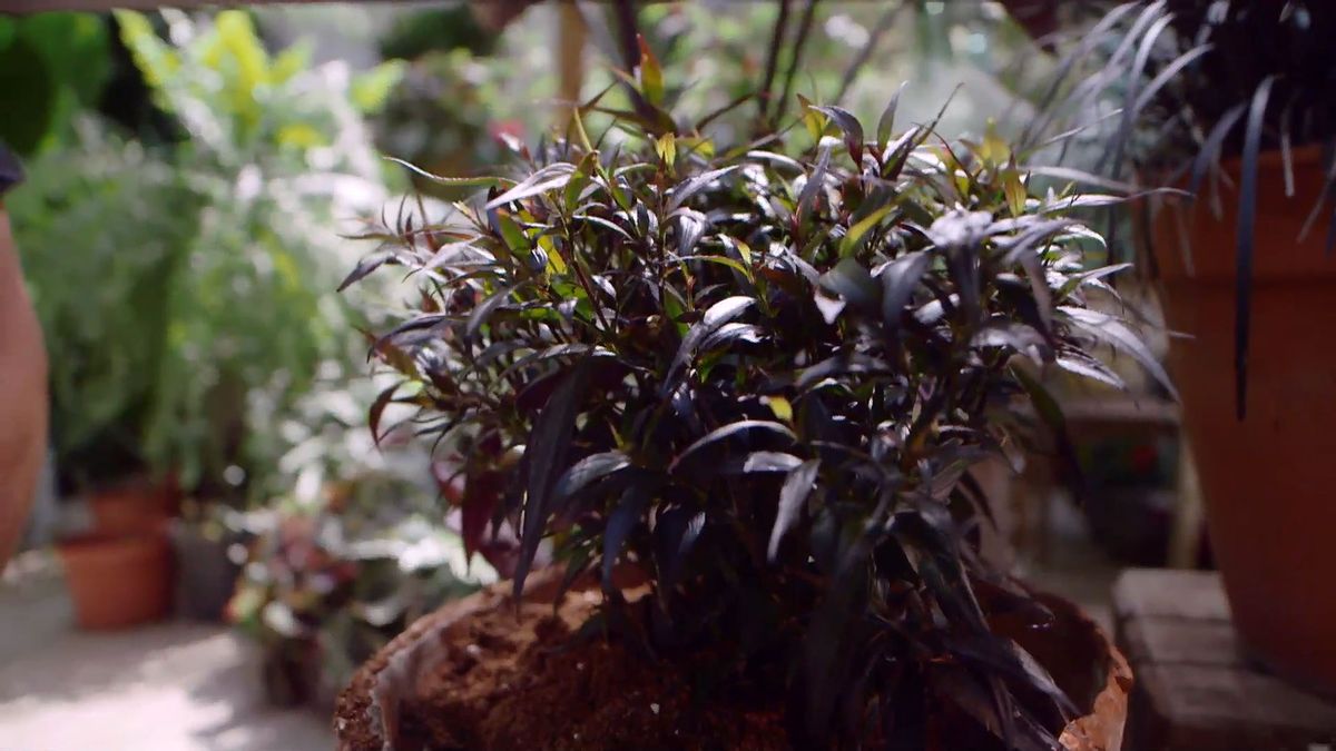 brico 916 3 escudo persa plantas hoja negra xl