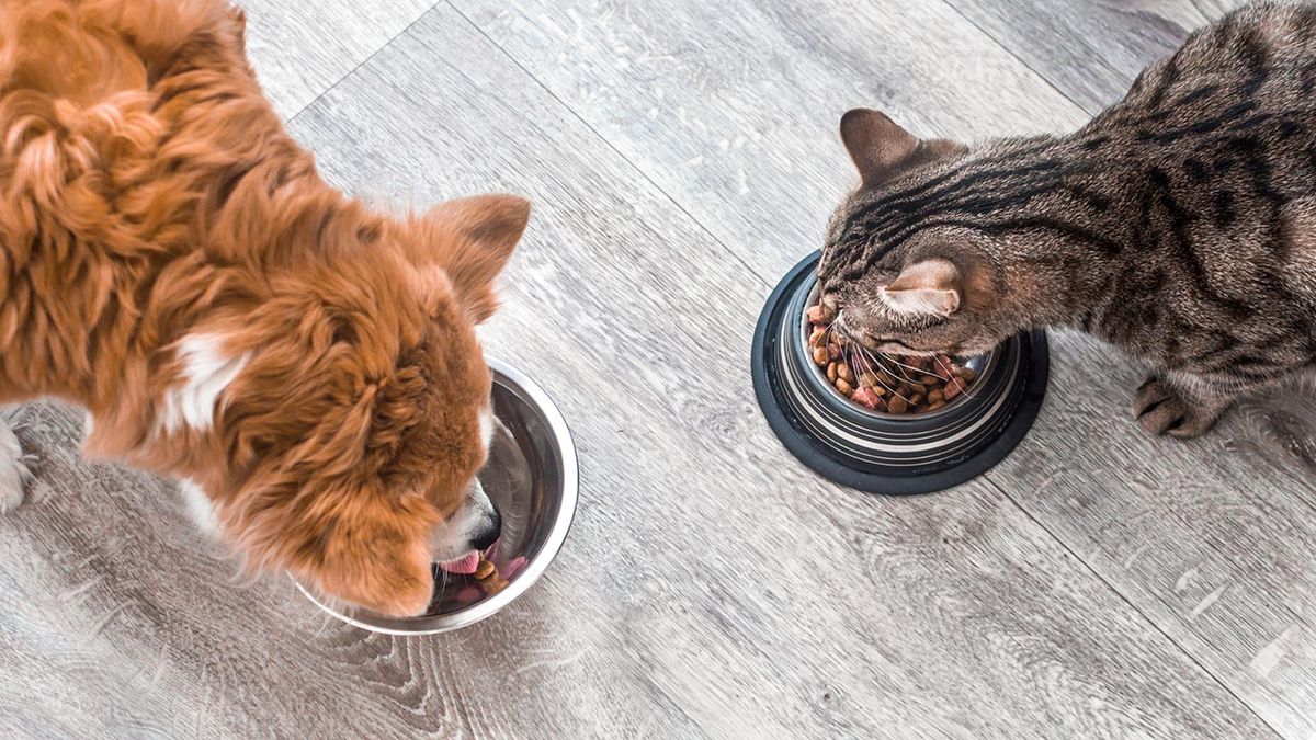 cosas donar refugio animales 2