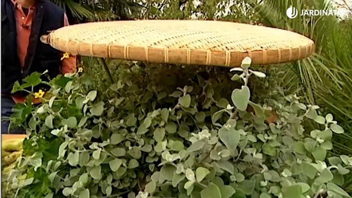 cubierta sobre geranios para protegerlos de heladas brico 351