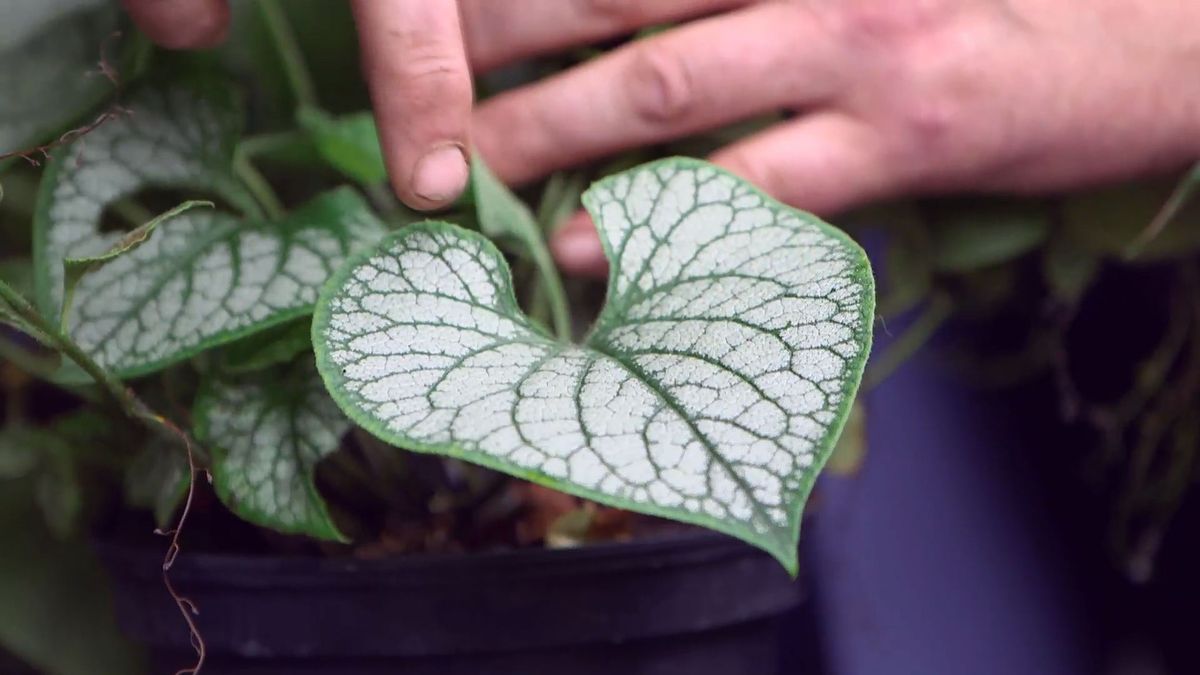 brico 0959 brumera pulmonaria plagas