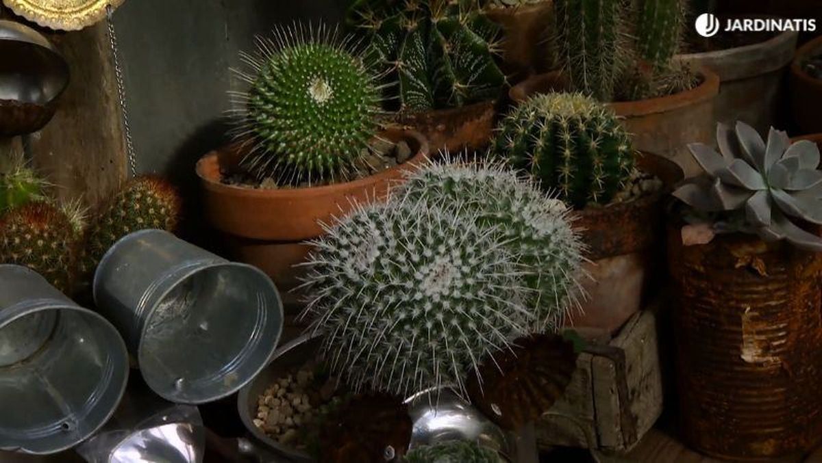 Cactus asiento de suegra junto a otras especies