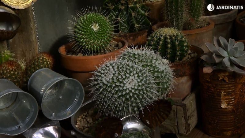 Cactus asiento de suegra junto a otras especies