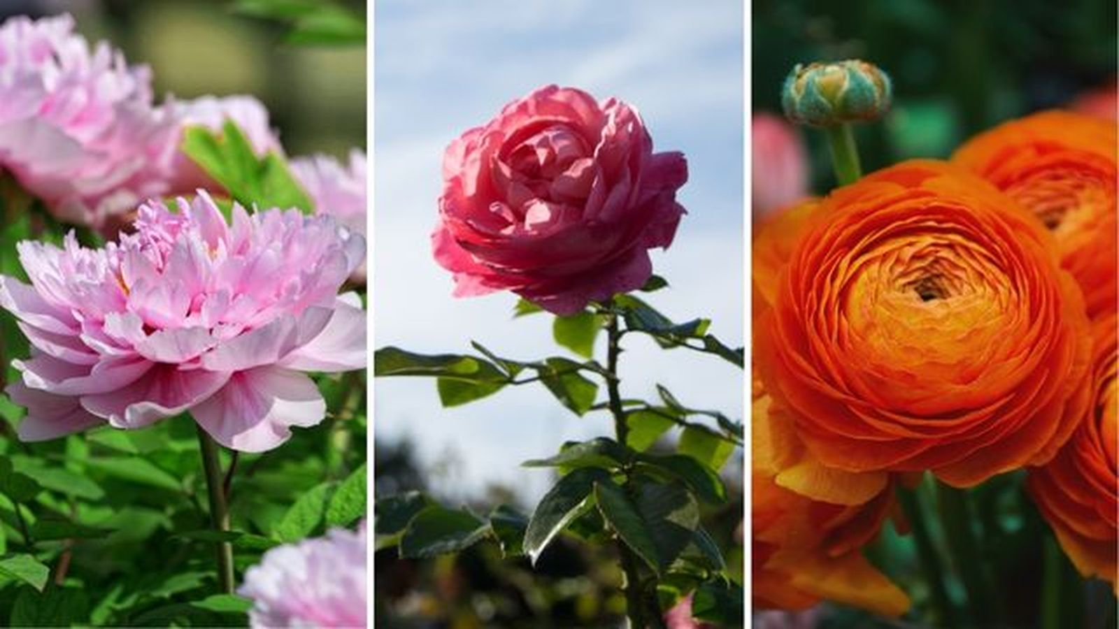 Paeonia suffrucicosa rosal ranunculo flores de primavera