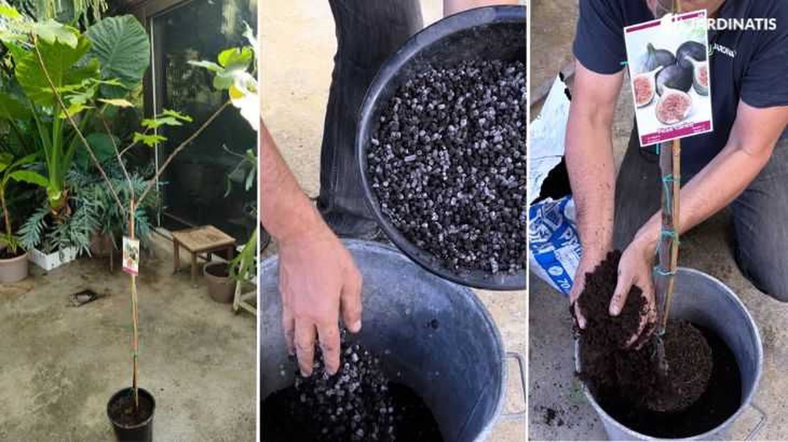 trasplante de higuera en maceta jardinatis 23 46