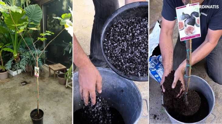 trasplante de higuera en maceta jardinatis 23 46