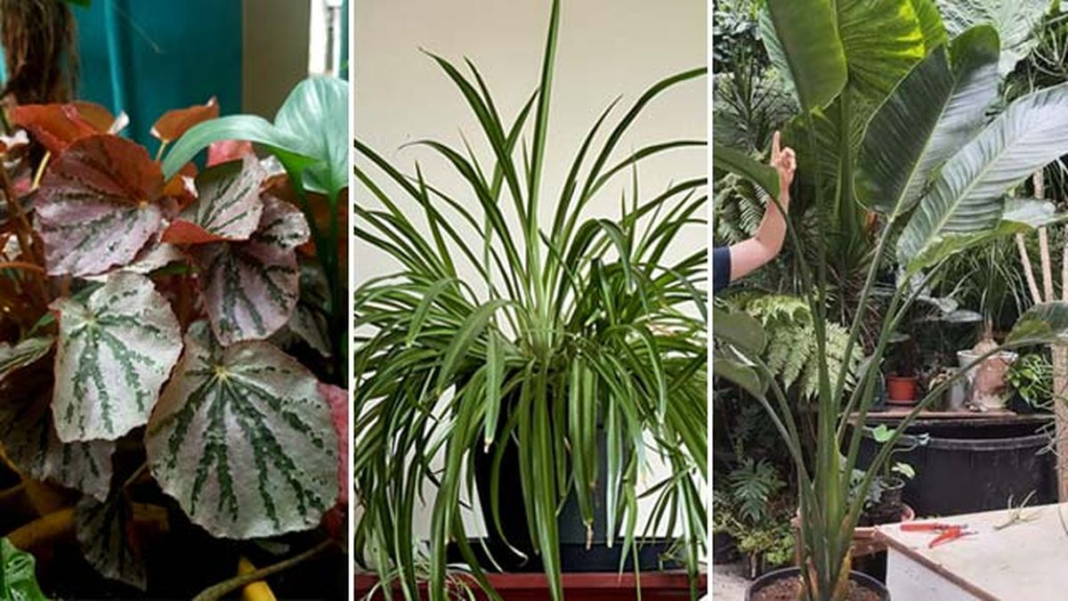 begonia rex cinta o malamadre strelitzia augusta urban jungle