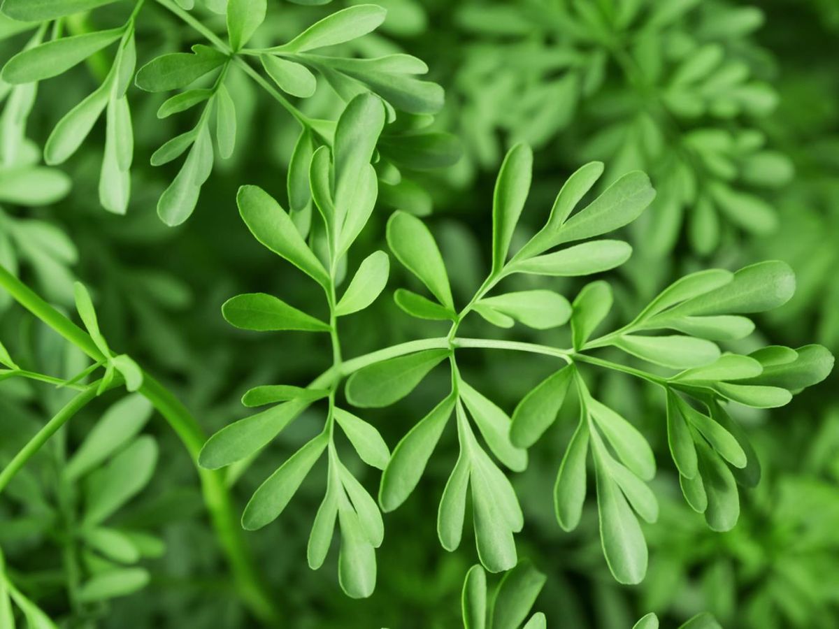Planta de ruda.