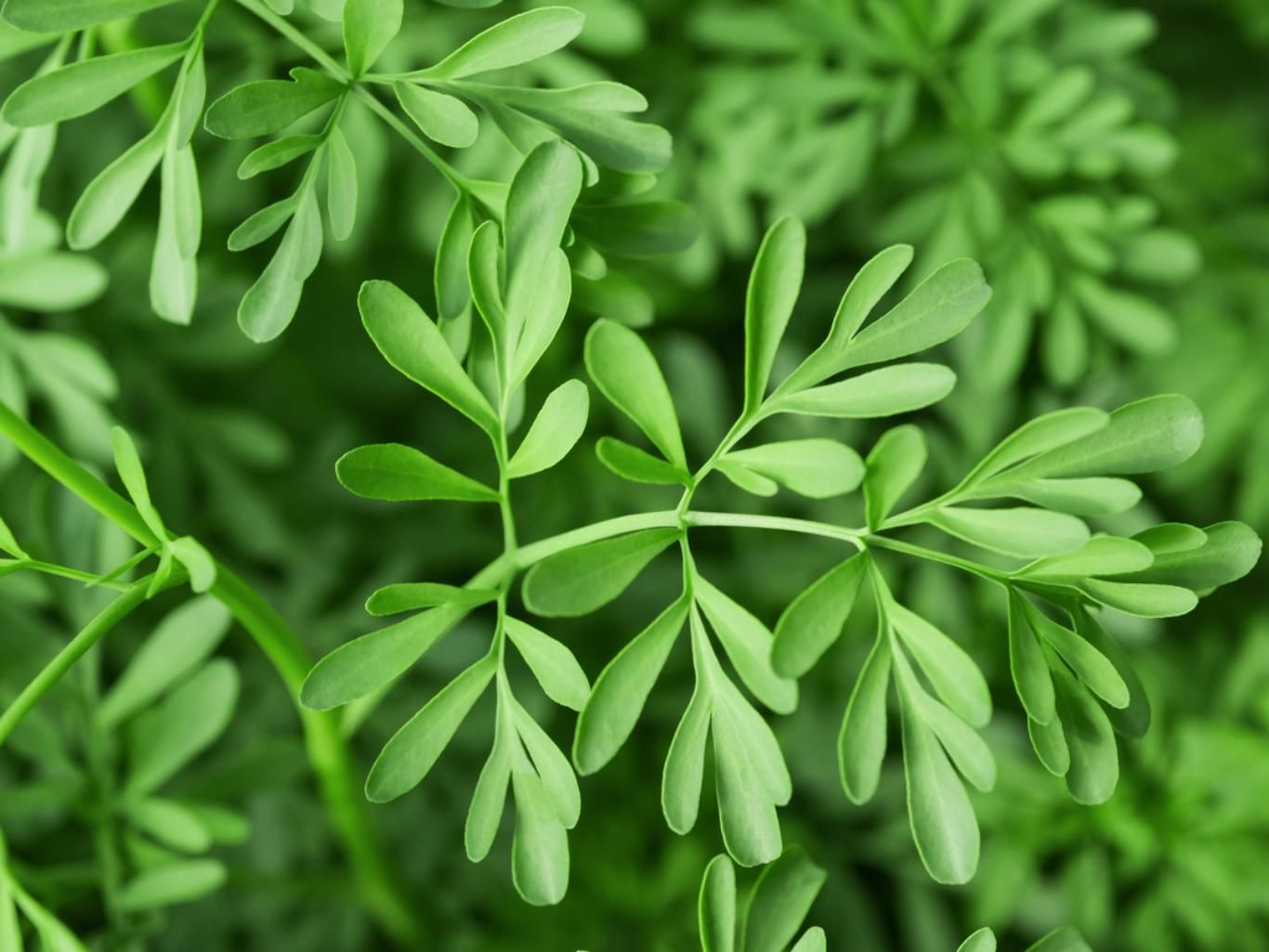 Planta de ruda.