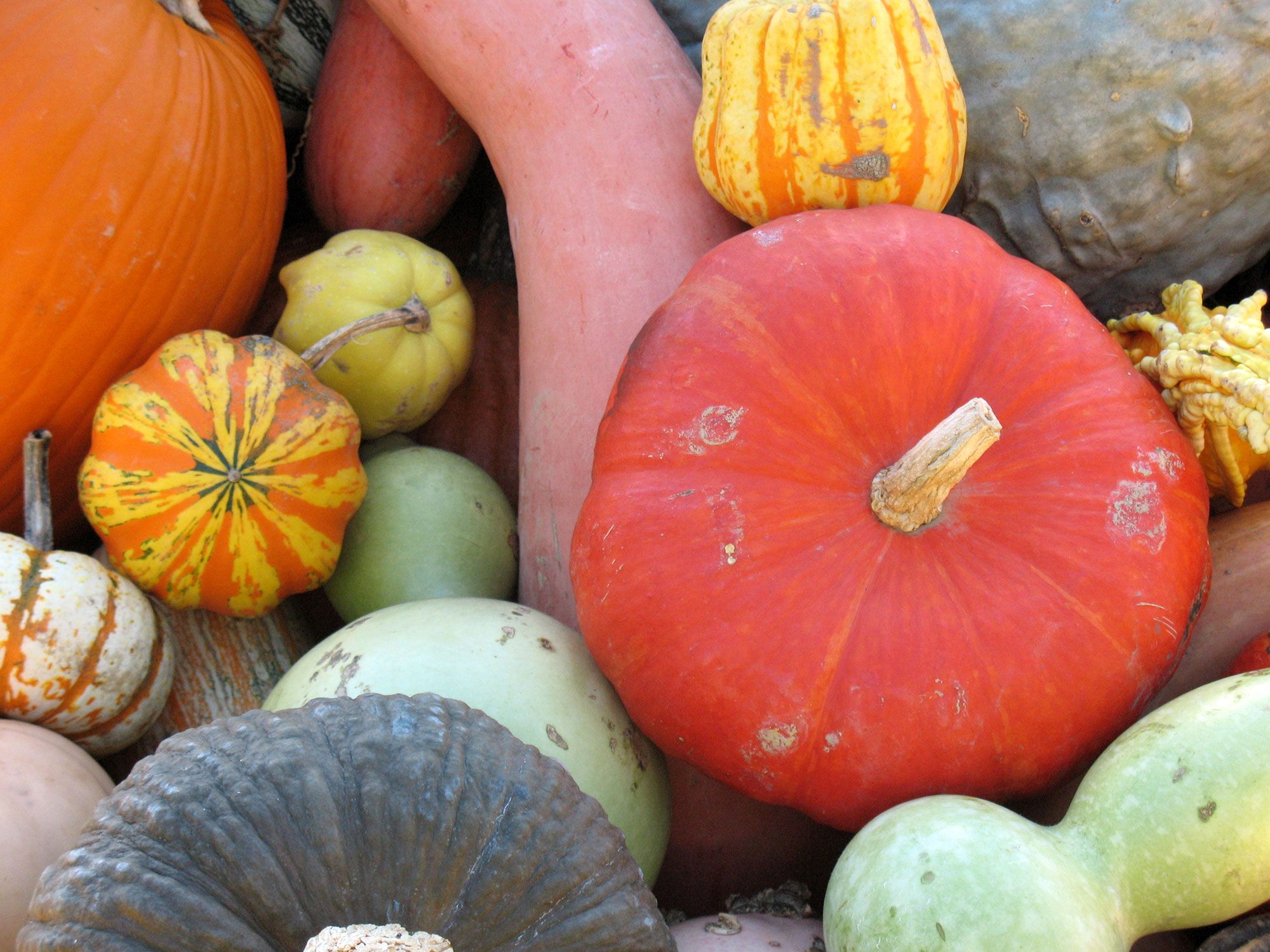 calabazas