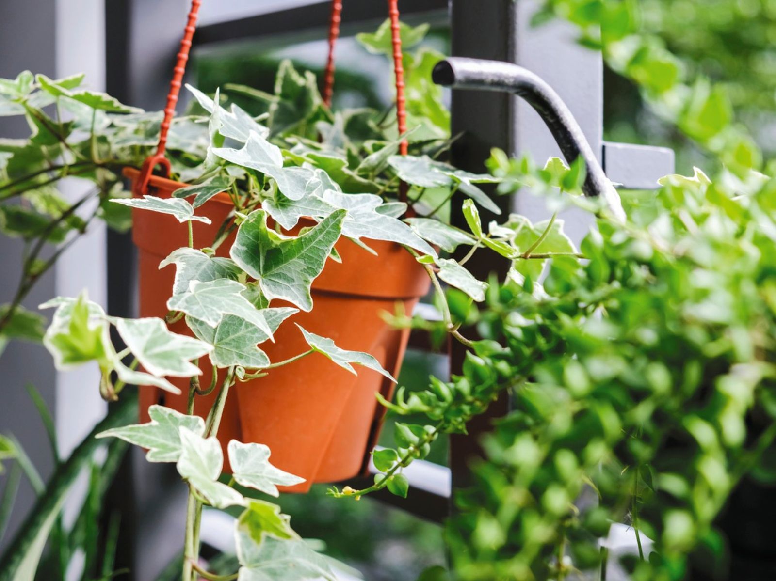 Hedera helix