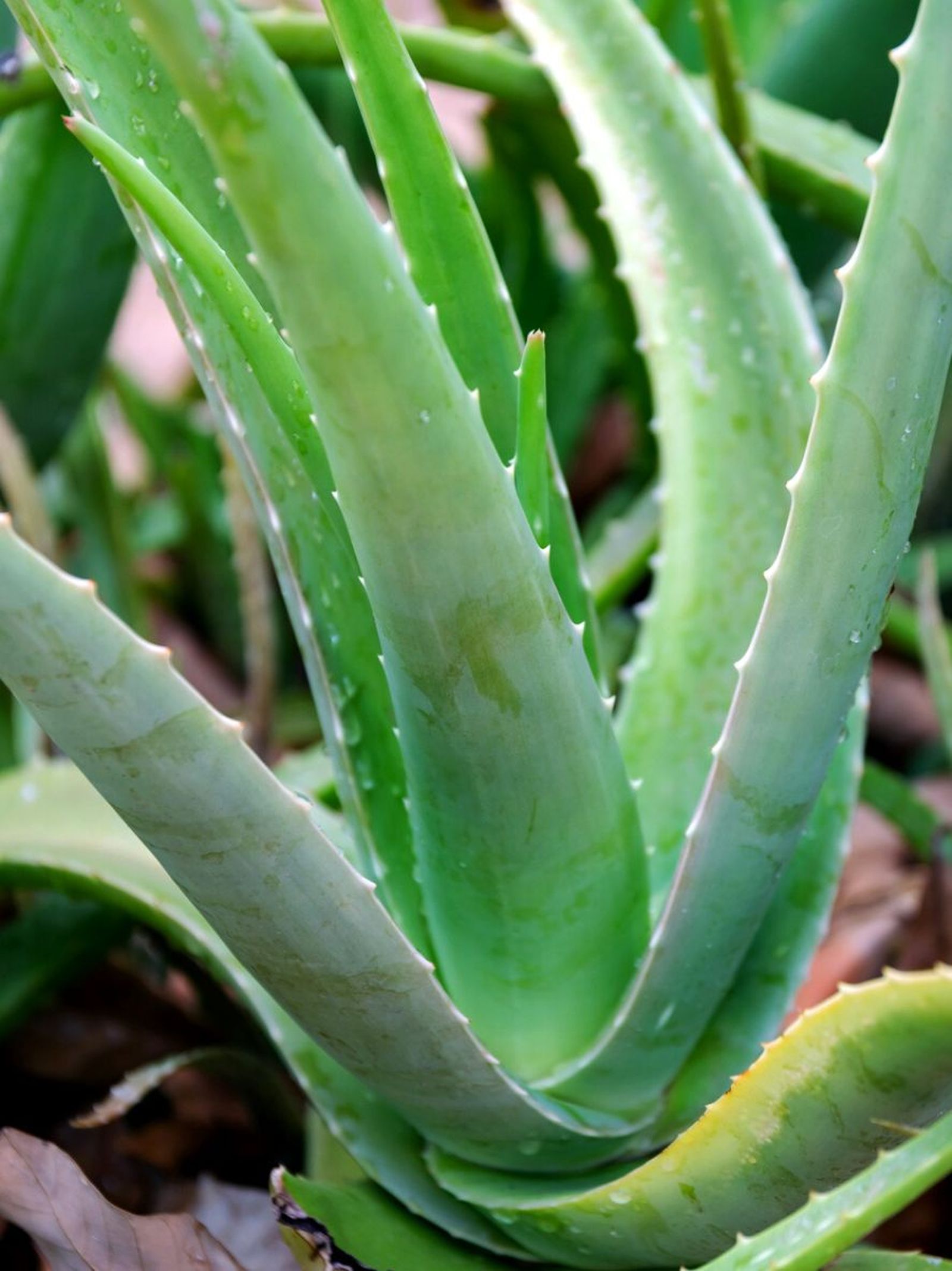 aloe vera caracteristicas cuidados