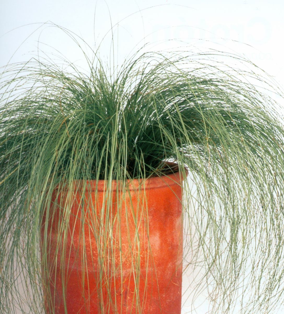 Carex albula