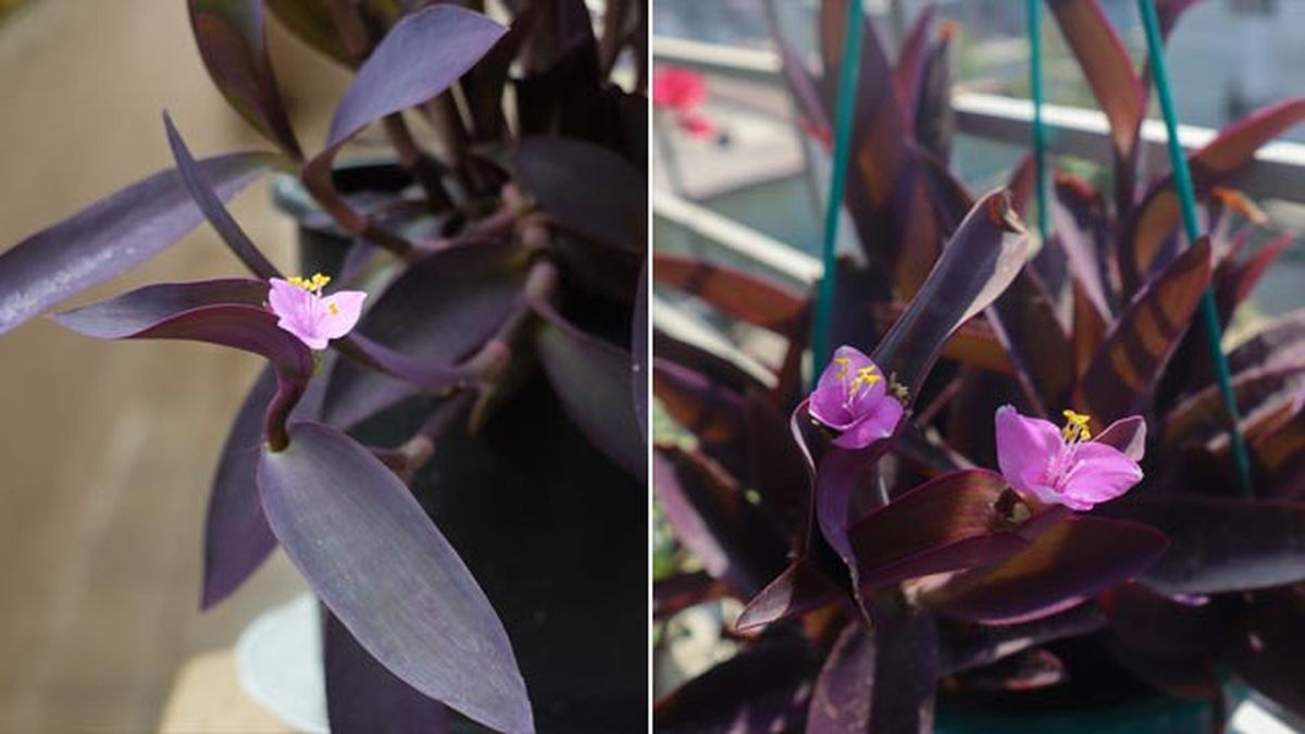 Tradescantia purpurea