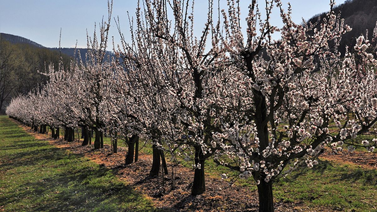 arboles de albaricoque wachau floraciones espectaculares de europa