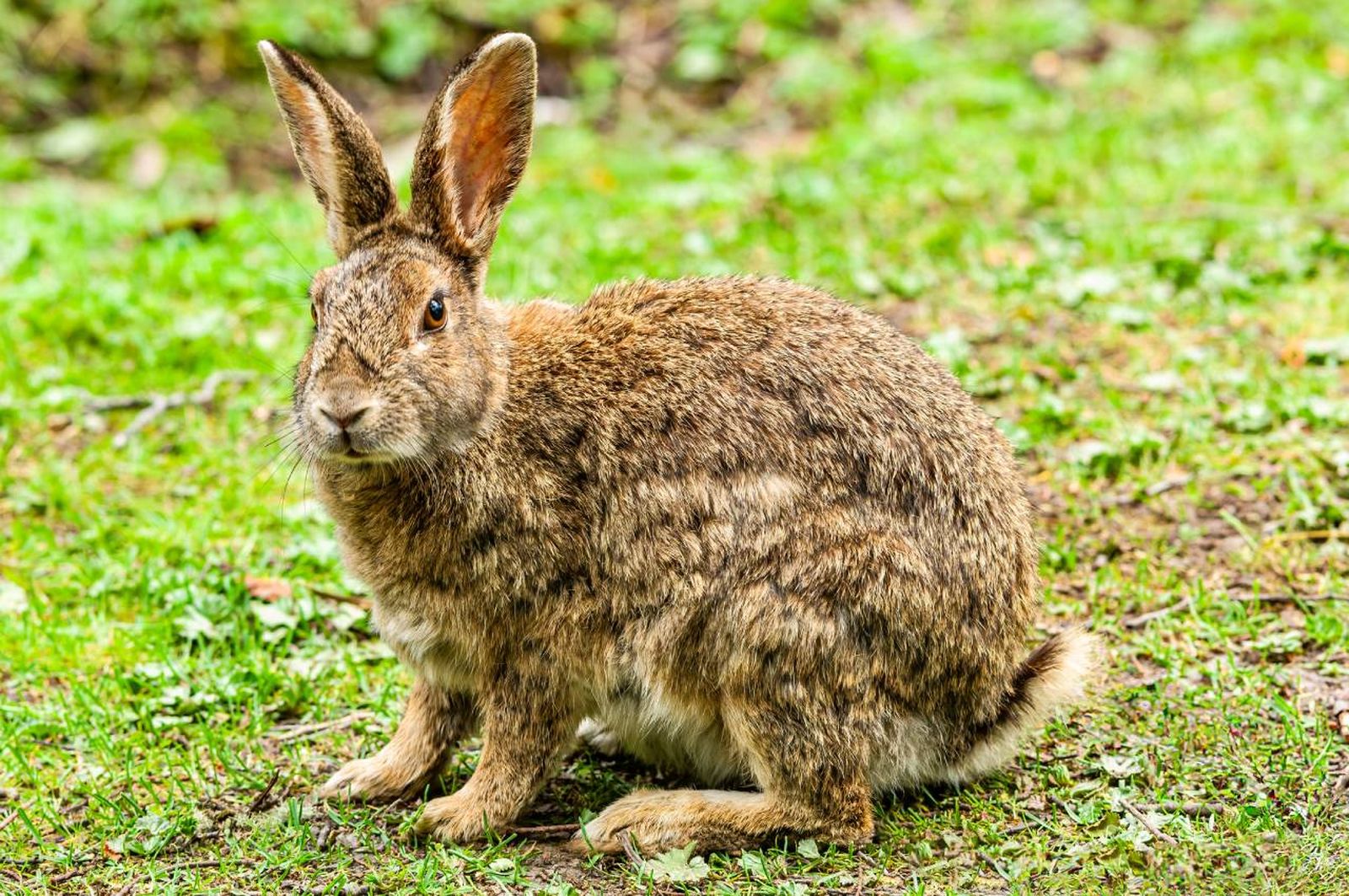 Los conejos comunes o europeos viven agrupados y defienden su territorio ante cualquier amenaza