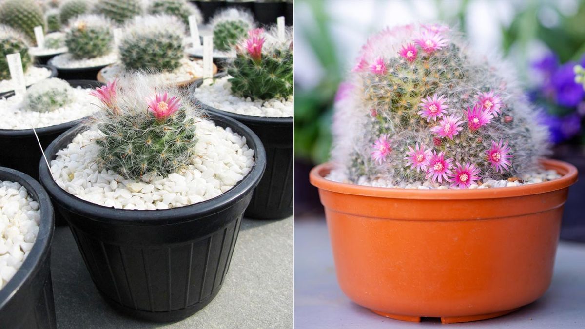 cactus mammilaria xl