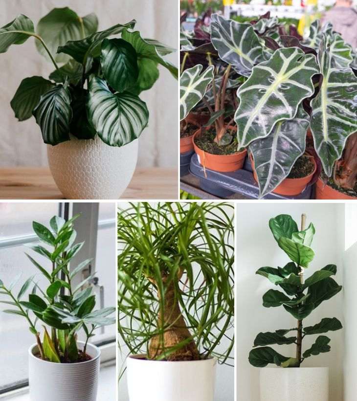 plantas tropicales de interior 3