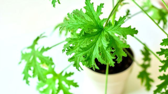 geranio olor pelargonium citrosum