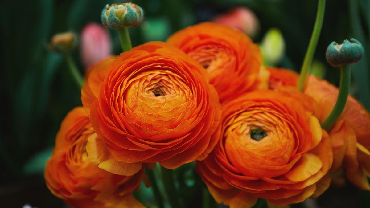 bulbo ranuculo plantar otono