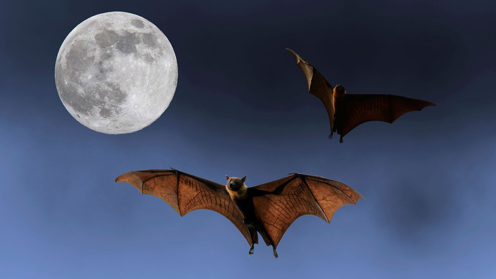 murcielagos halloween