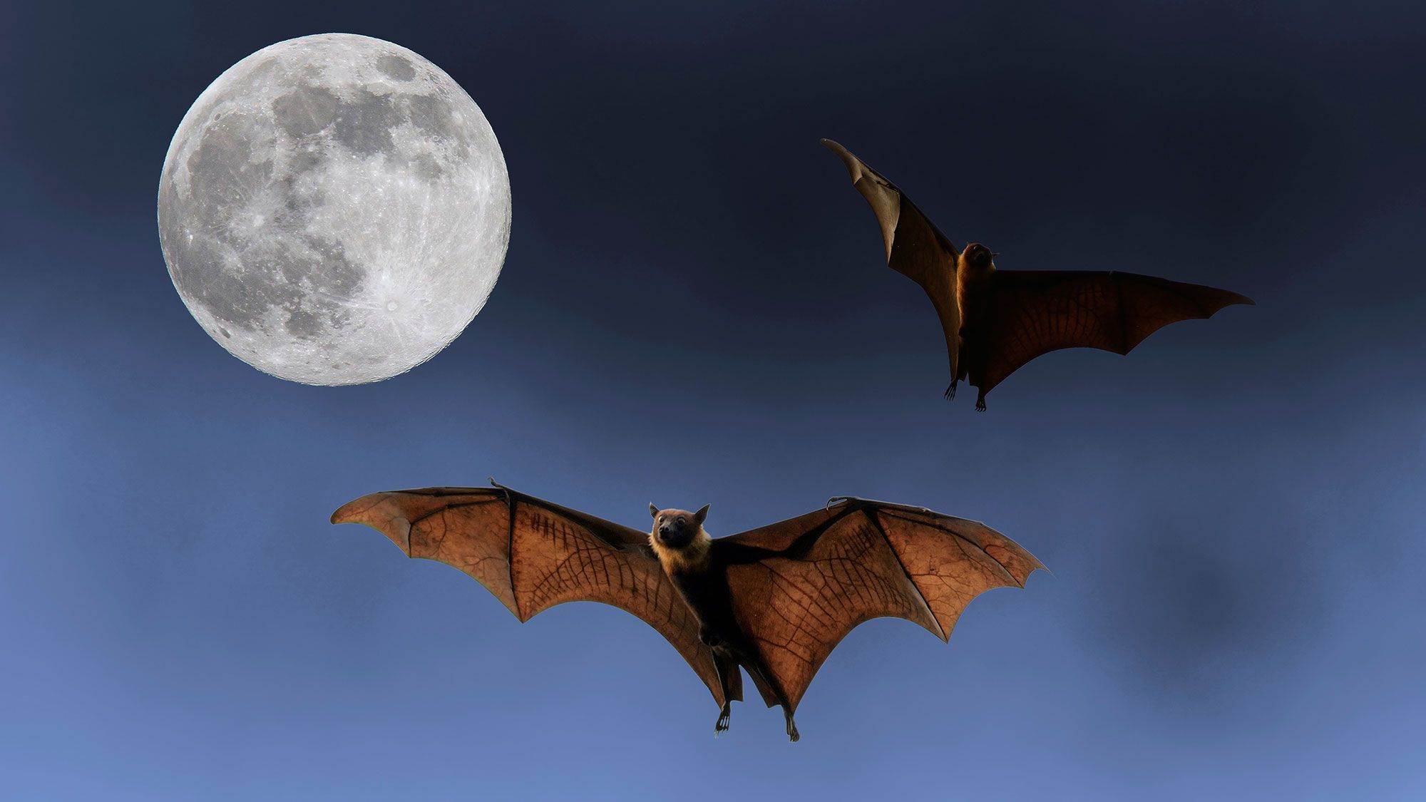 murcielagos halloween