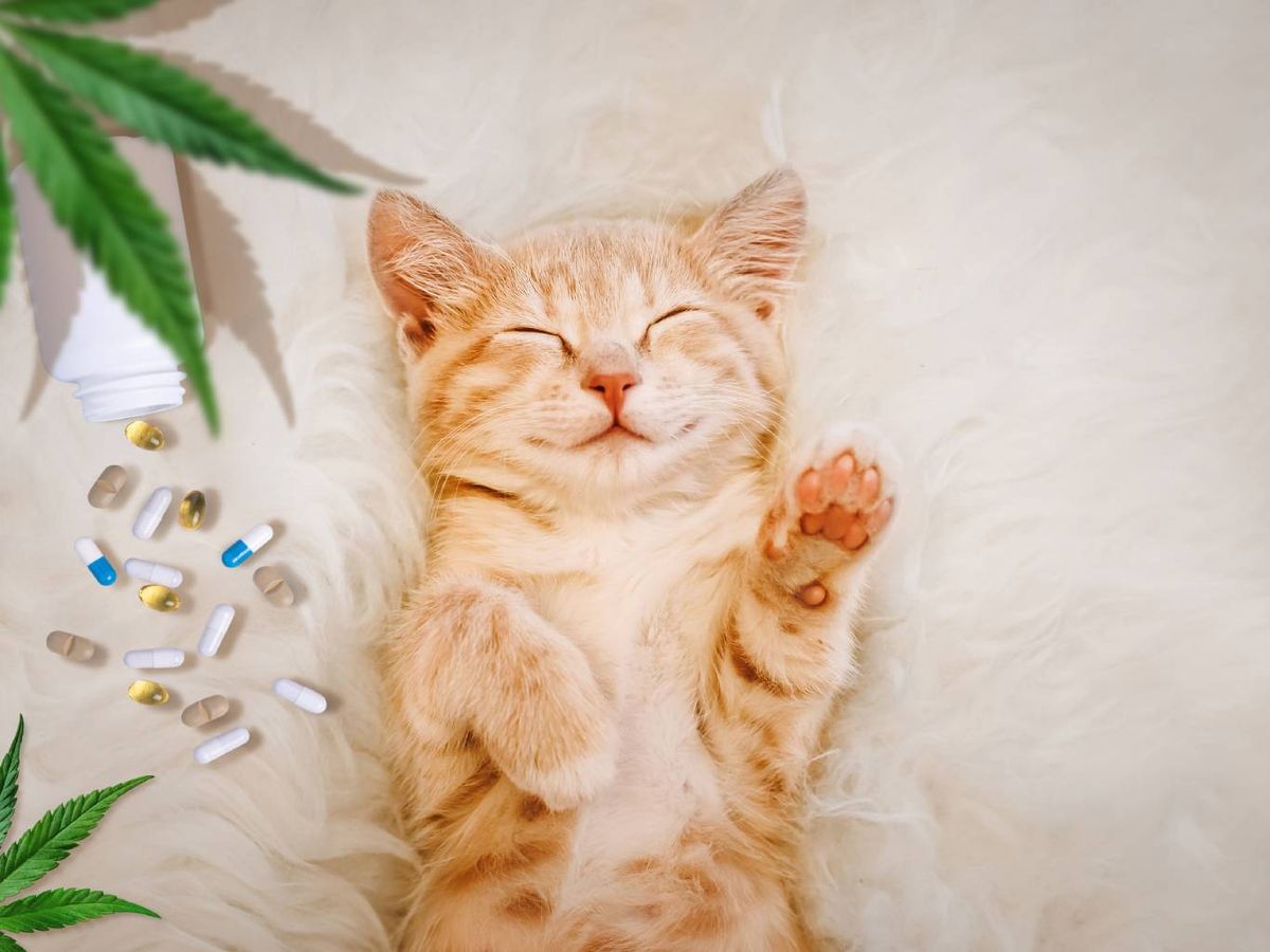 Algunos suplementos naturales  se usan para calmar a gatos nerviosos o con estrés.