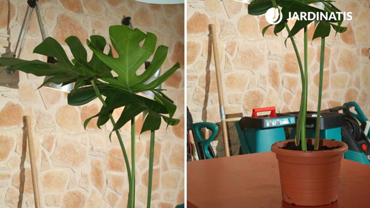 como reproducir la costilla de adan monstera deliciosa brico 390 jardin