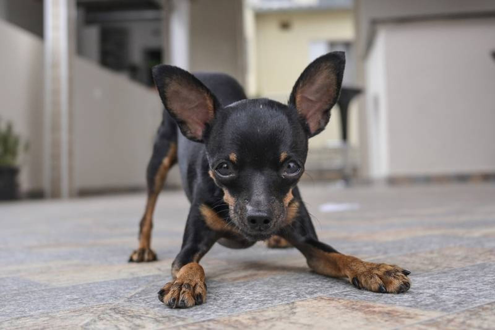 Desciende de los míticos Pinscher alemanes, perros de granja utilizados a la hora de caza roedores