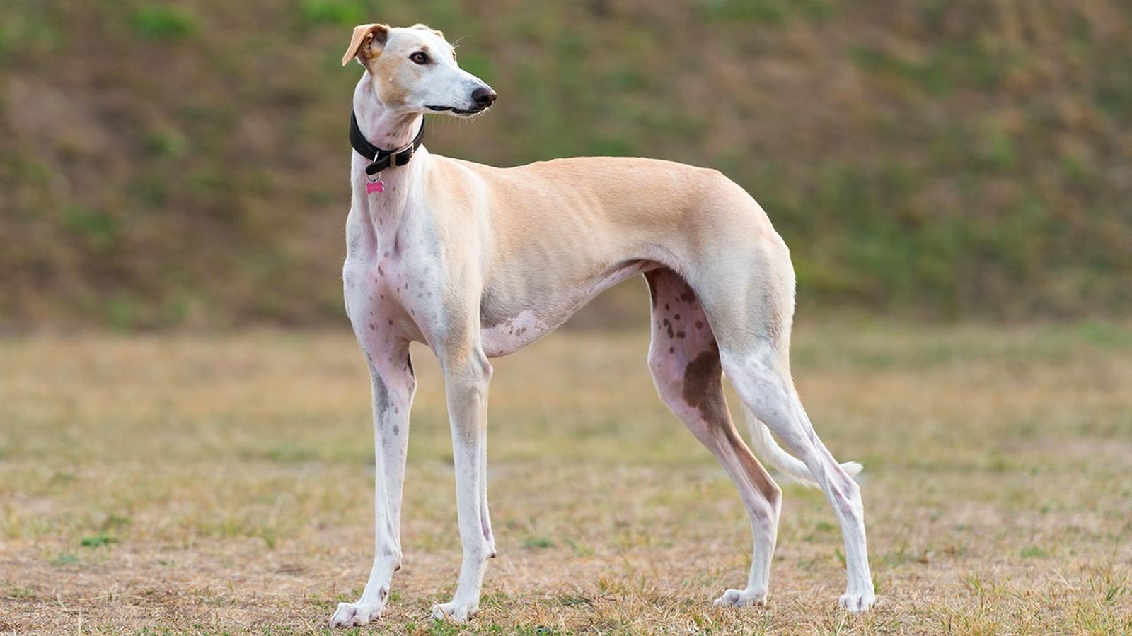 galgo tipos portada
