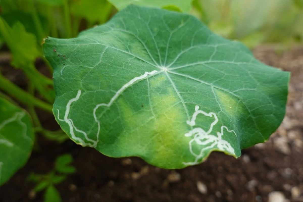 Crean pequeños túneles en las hojas en forma de minas,
