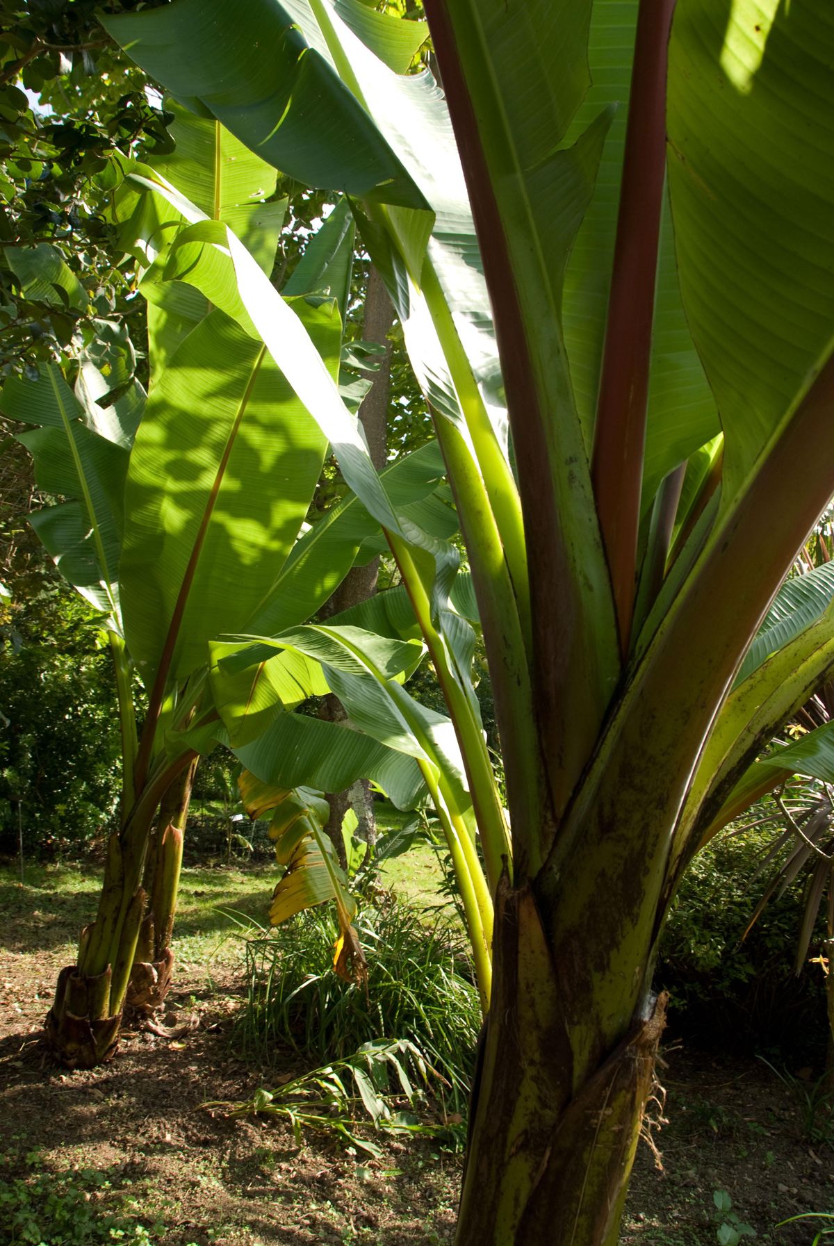 deco 269 plantas hojas grandes musa ensete 3