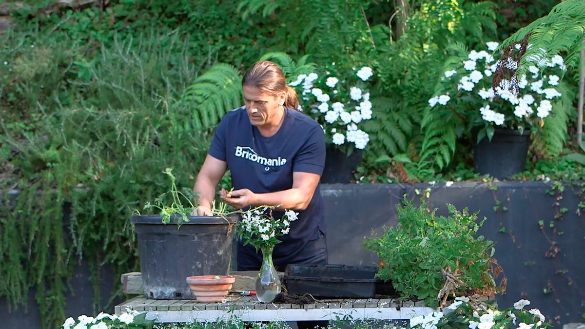 bric0962 3 resultado injerto tomatera patatera cosecha patatas