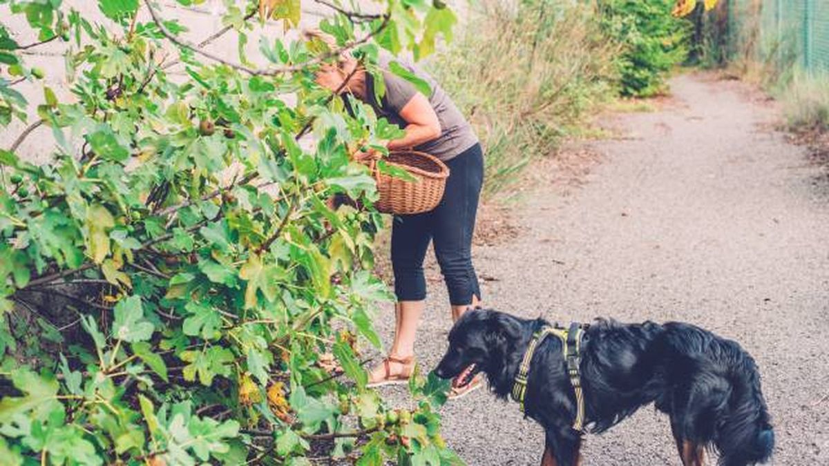 planta higuera toxica para perros gatos