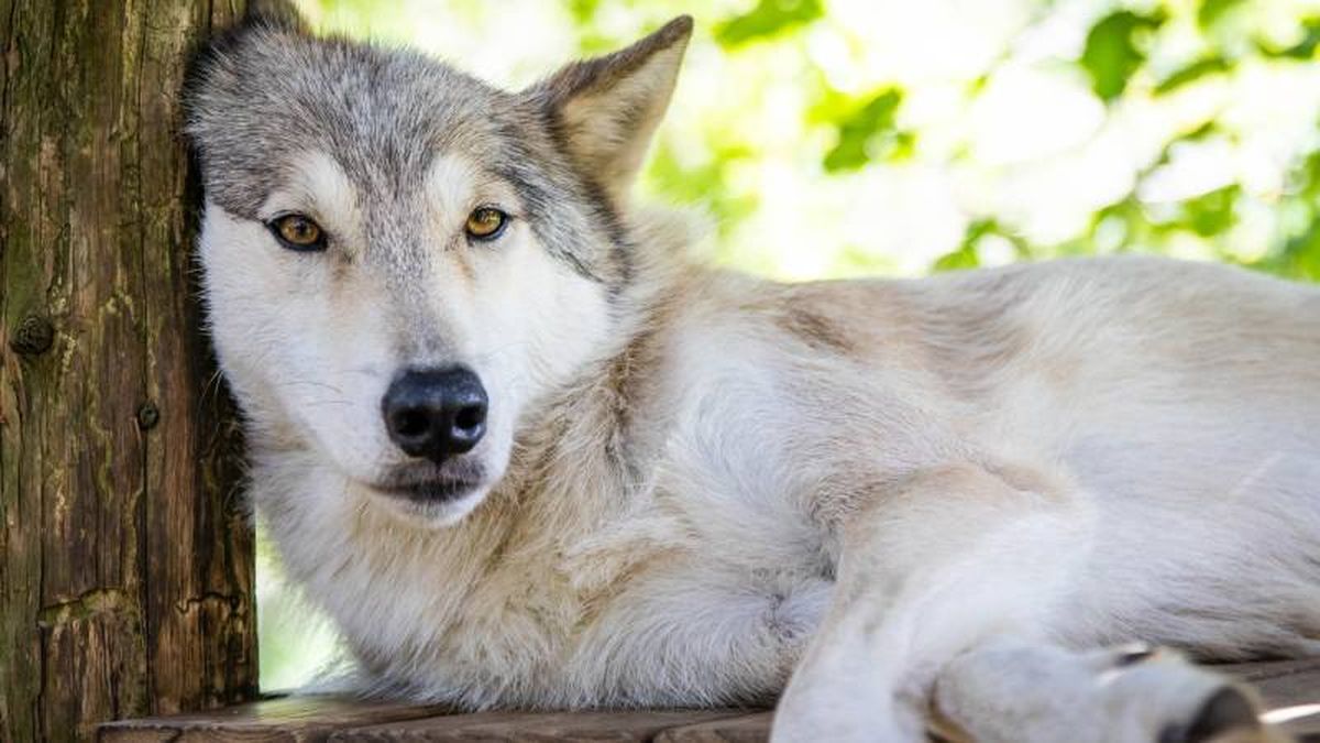 El Perro Lobo Americano destaca por su apariencia y fuerza de mordida (450 PSI)