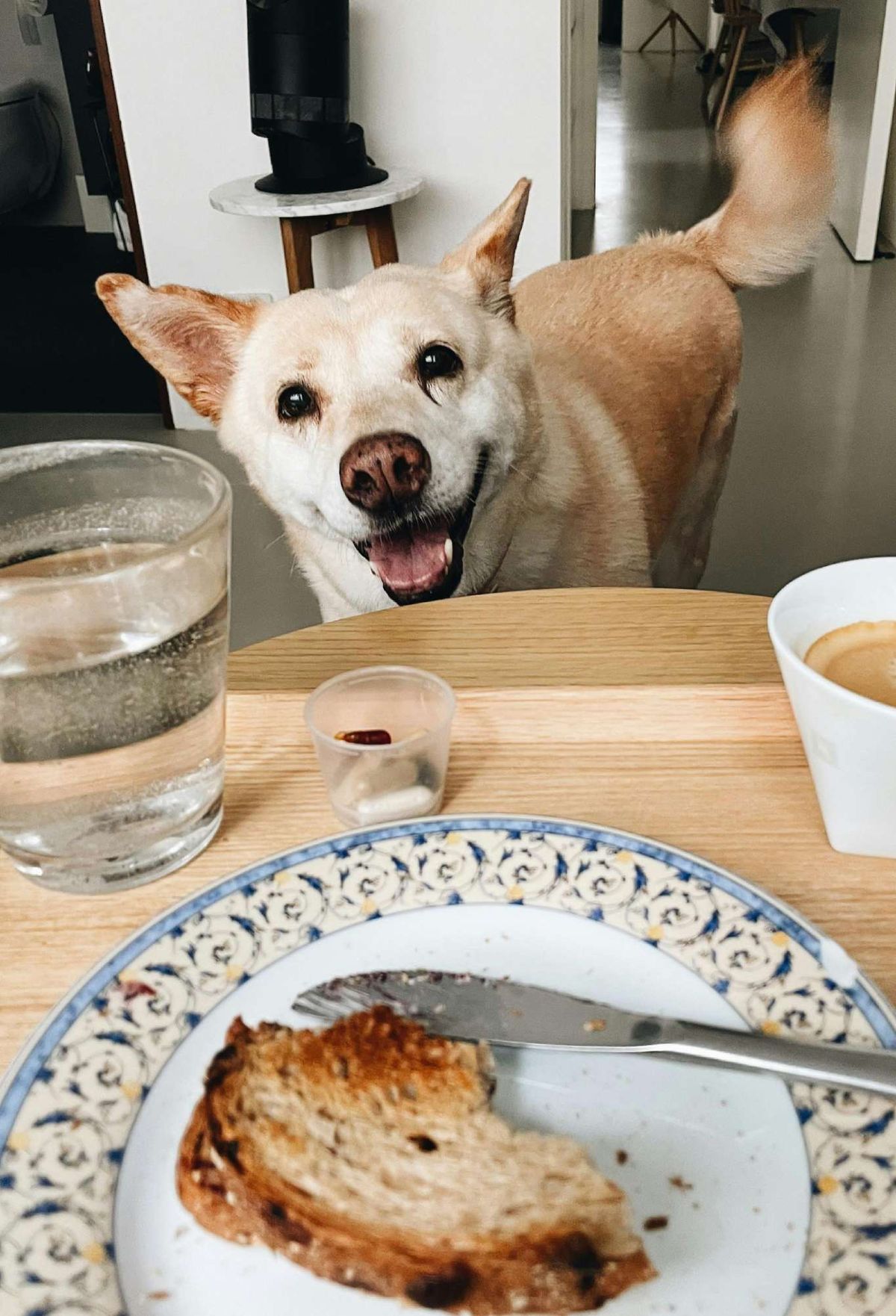 Perro mirando una tostada