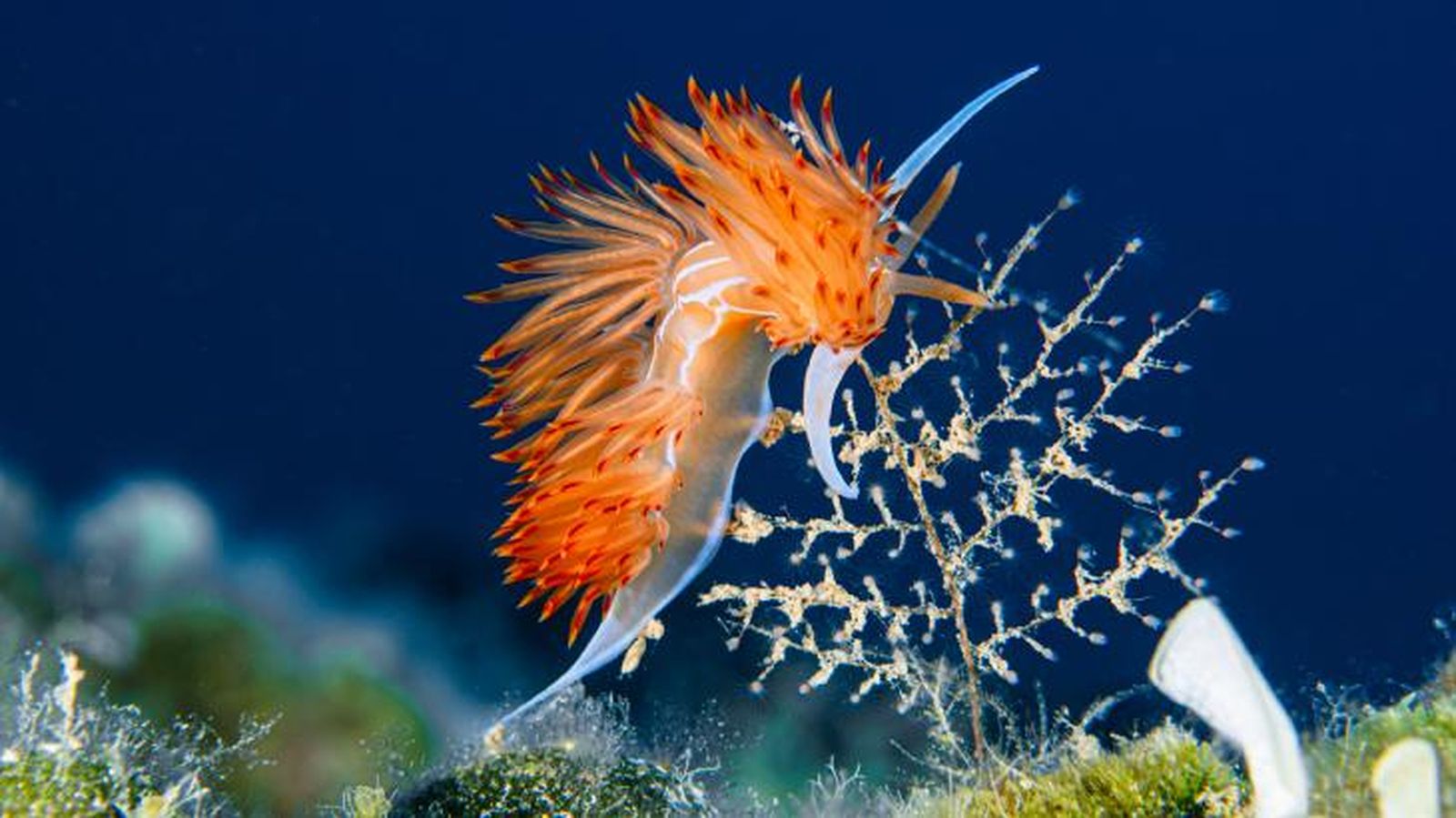 animales marinos 5