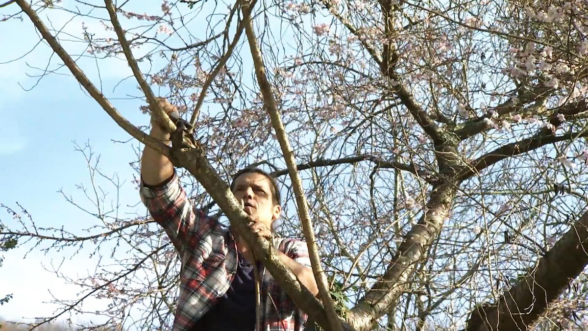 Deco723 jardineria cortar ramas cerezo