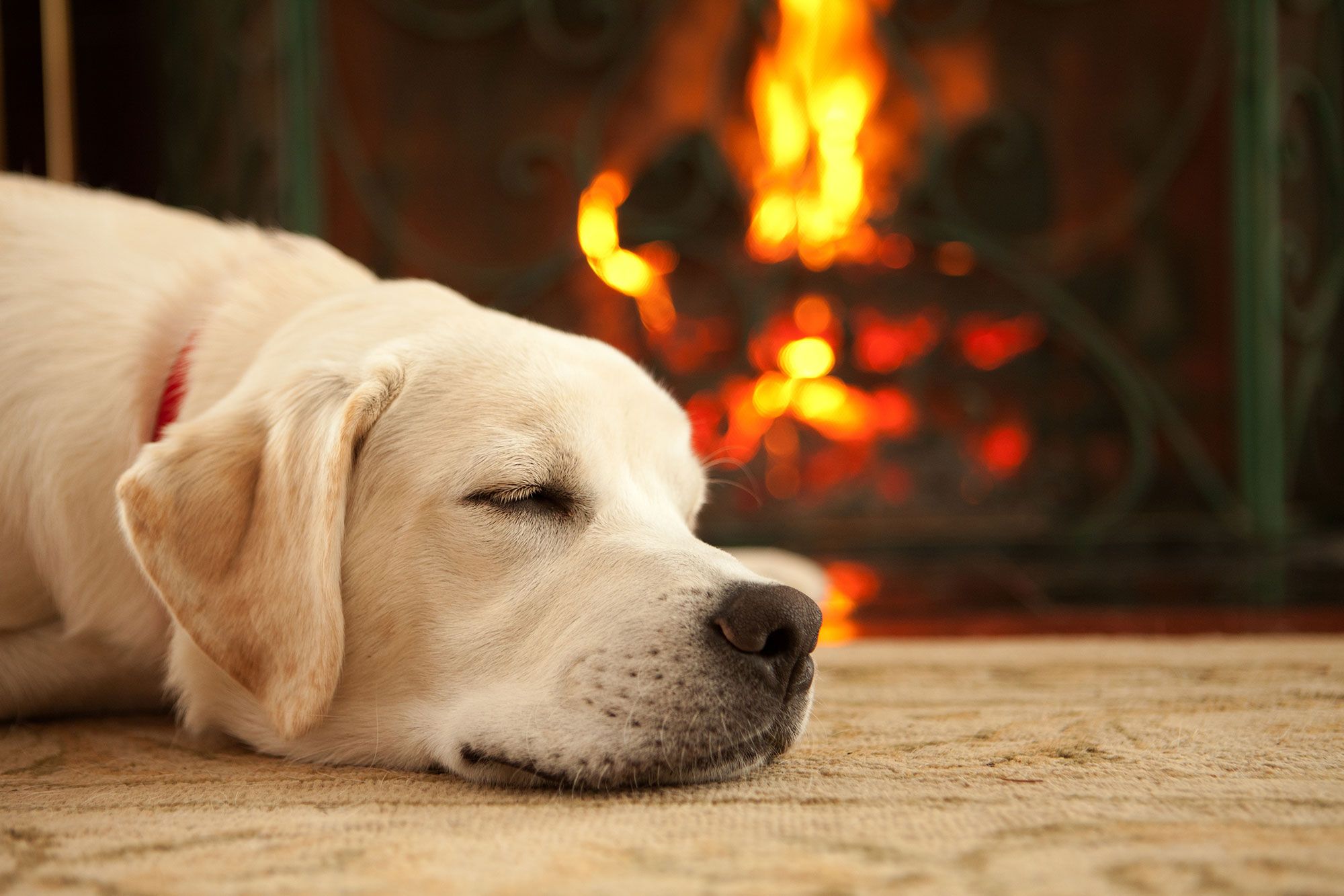 Una escapada a la naturaleza es el mejor regalo que le puedes hacer a tu mascota.