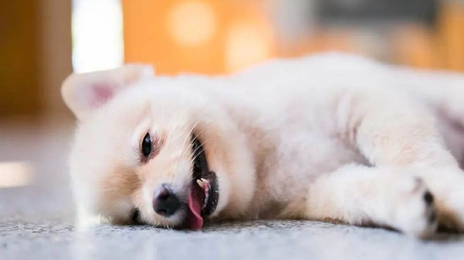 epilepsia en perros 5