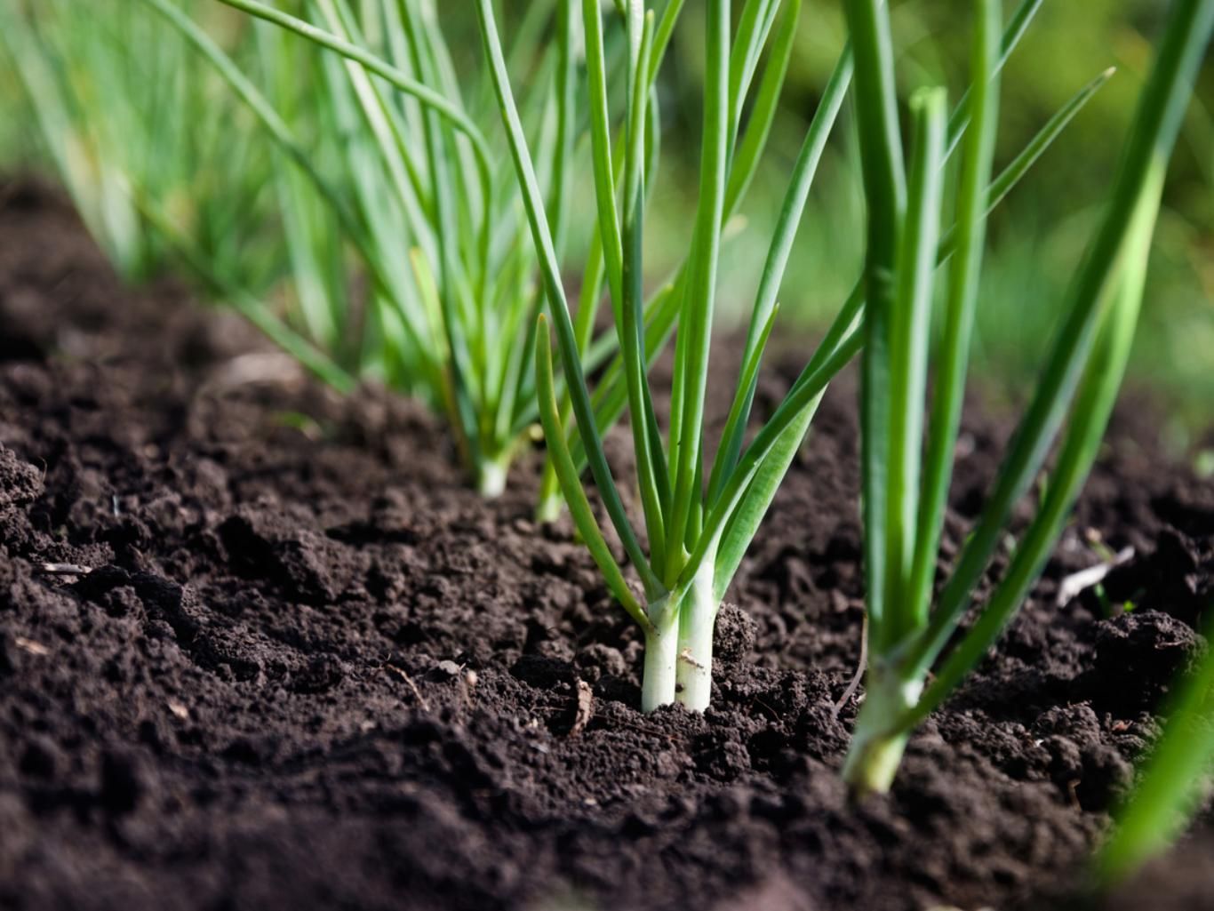 Planta de cebollino.