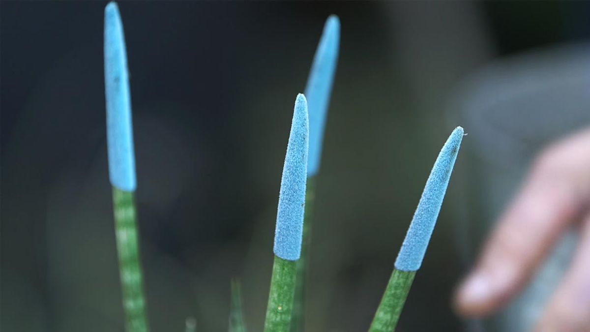 brico 1026 jardin nuevass variedades de sansevieria cinlindrica punta azul