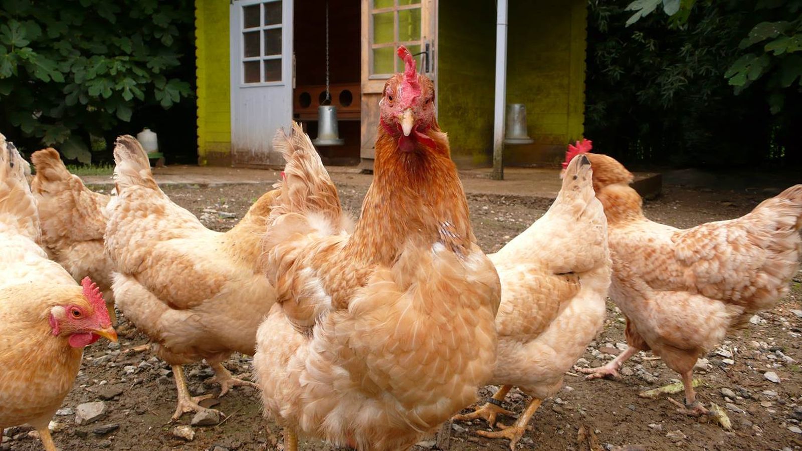 gallinas karlos