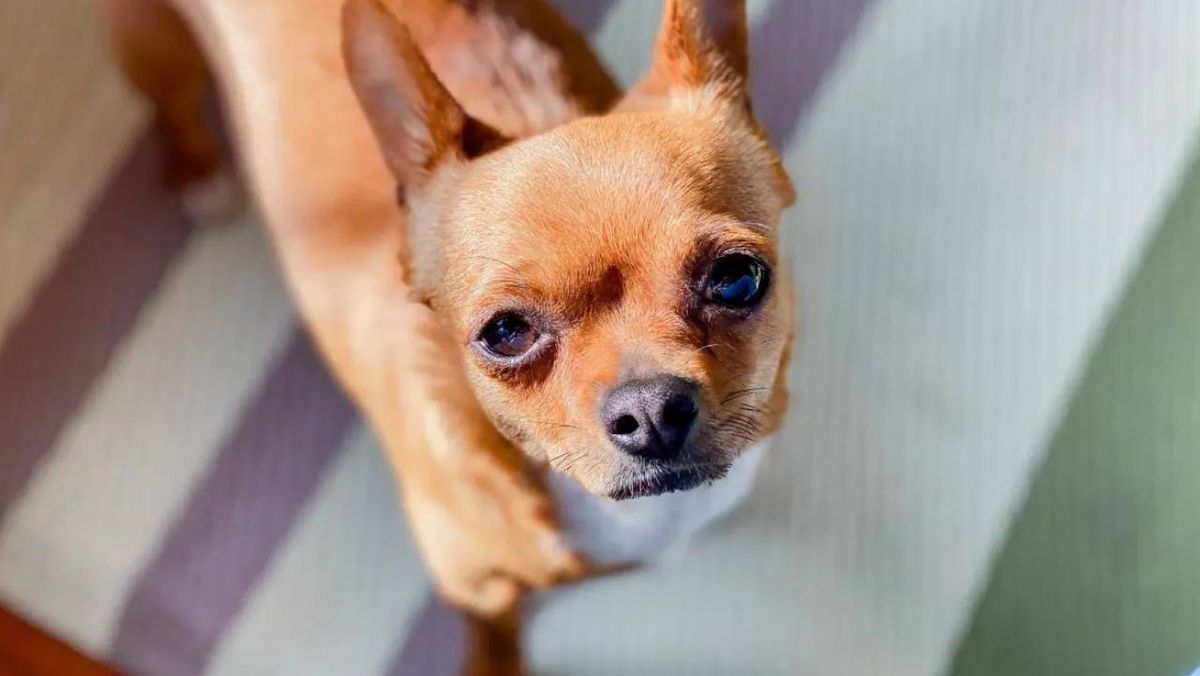 razas de perro oriundas de mexico 2 (1)