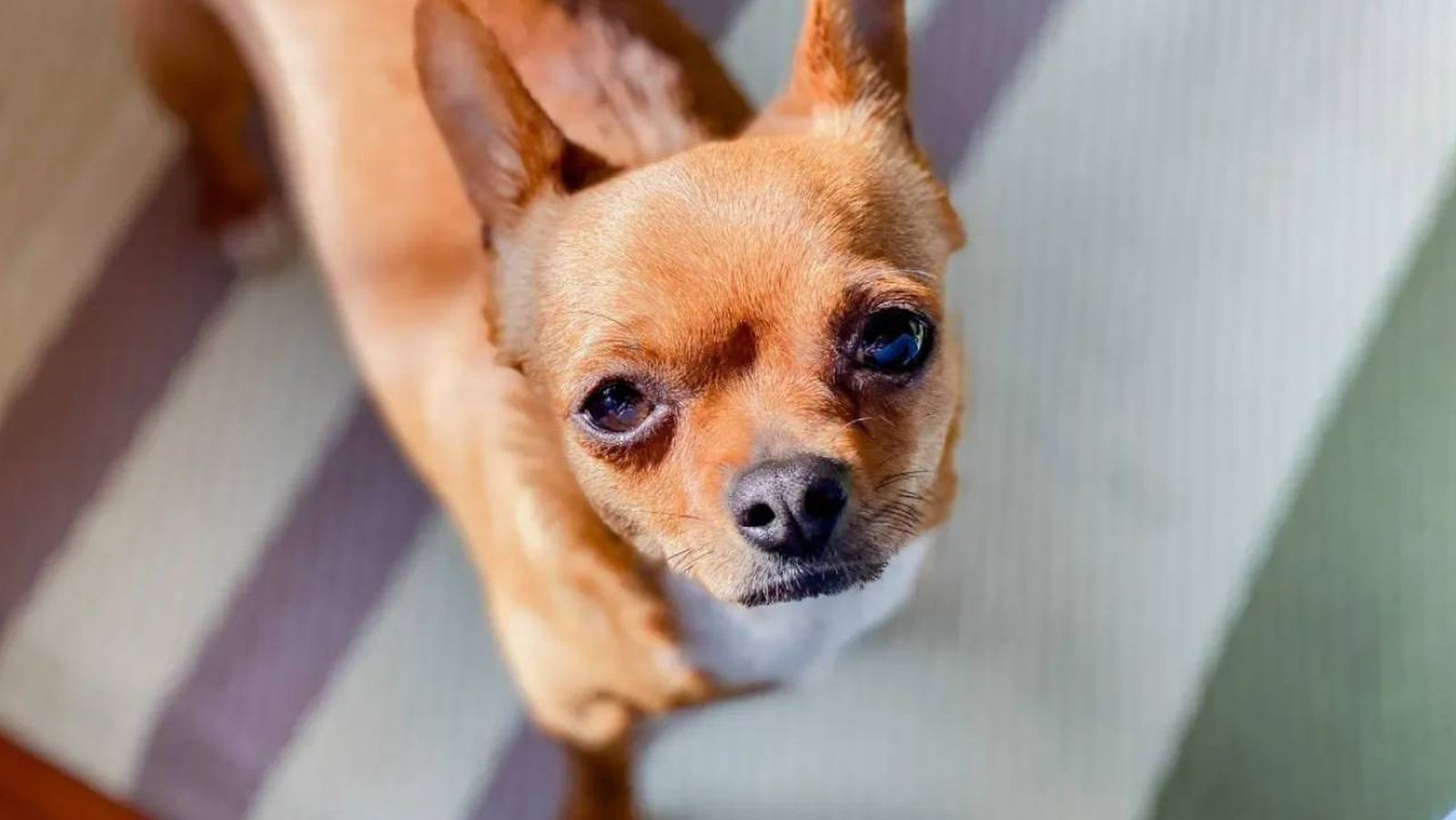 razas de perro oriundas de mexico 2 (1)