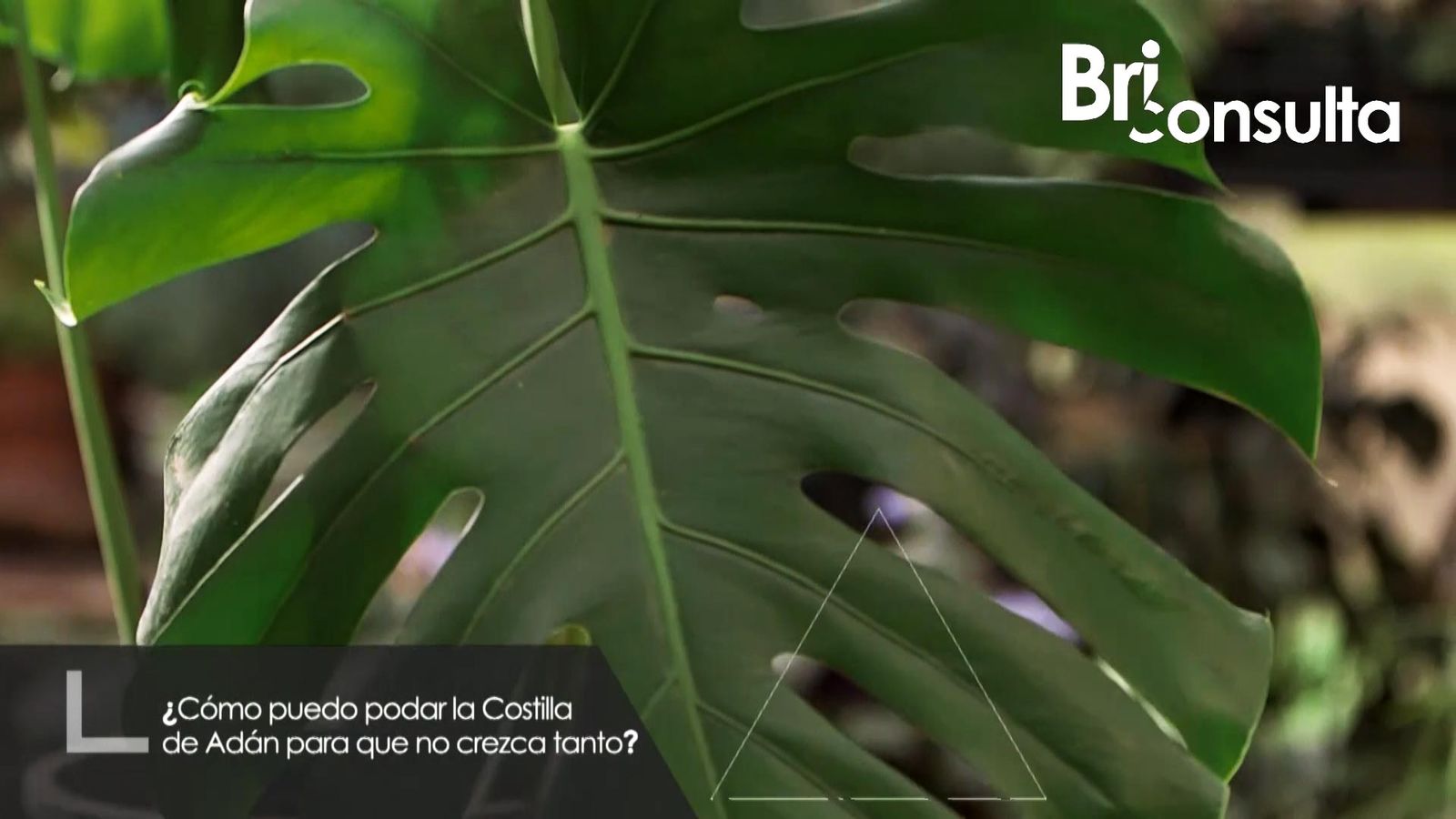 982 jardineria briconsulta poda costilla adan