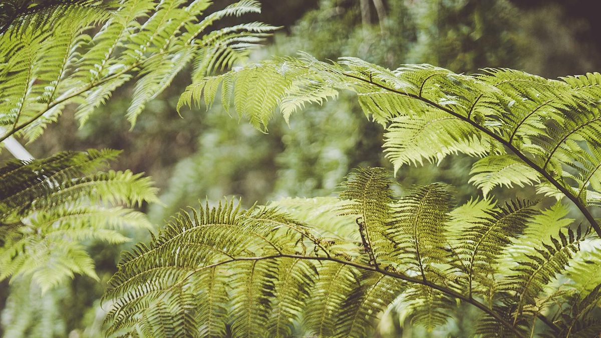 brico 1006 helecho arboreo hojas