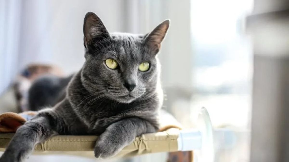 gatos hipoalergenicos 1